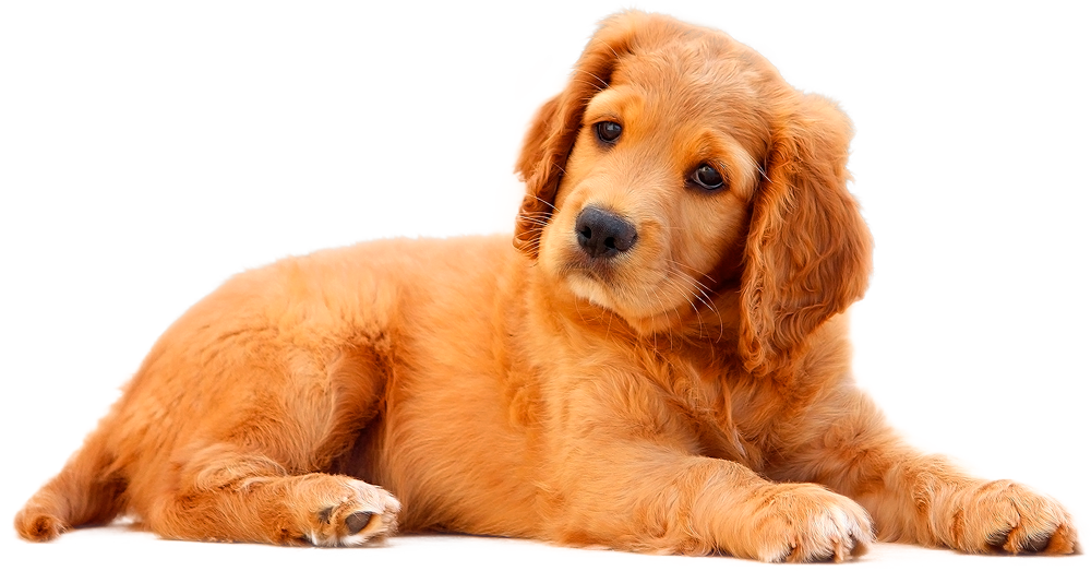 dog1